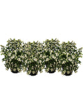  Blütenhecke 'White Hedge', 4er-Set