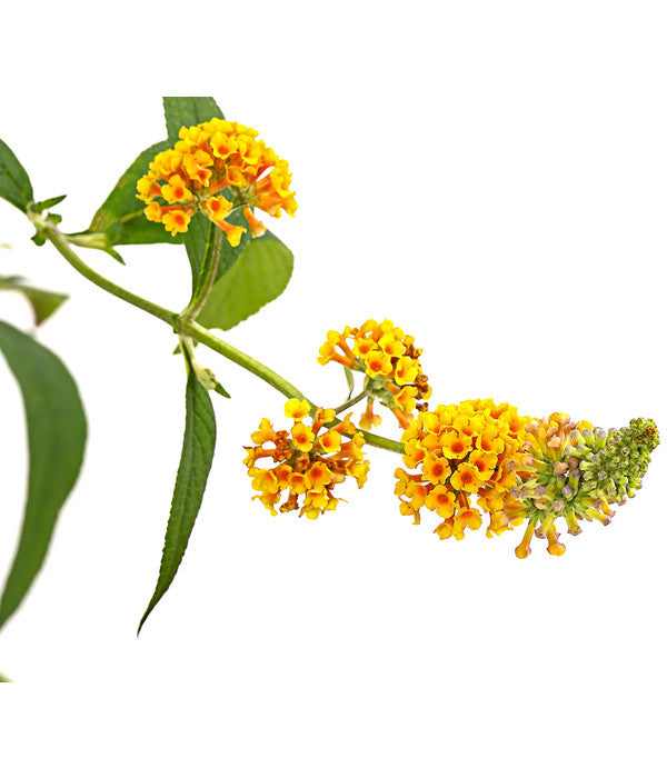  Gelber Sommerflieder