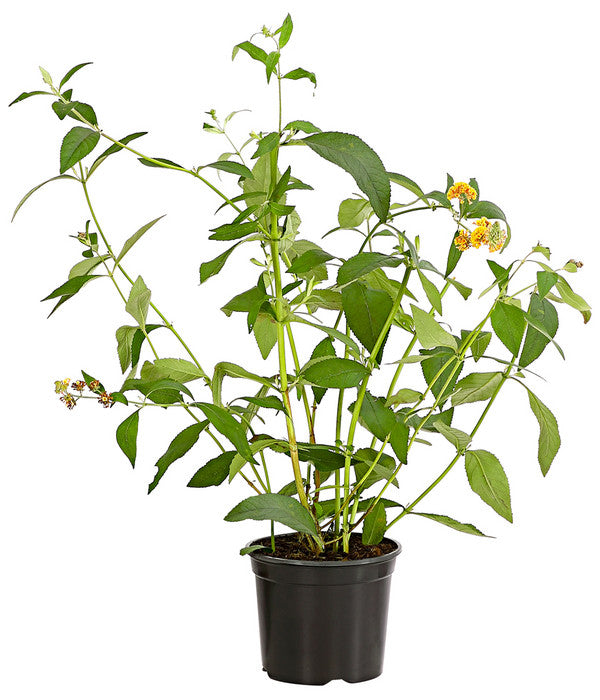  Gelber Sommerflieder