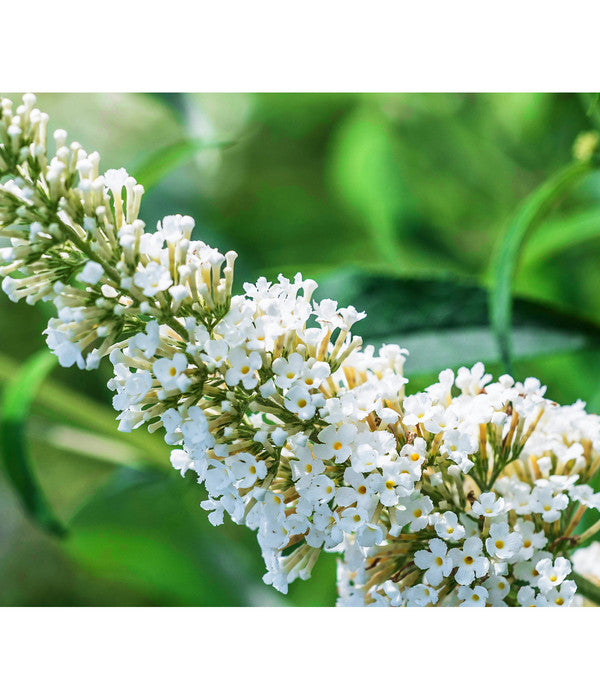  Sommerflieder