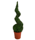  Buchs, Spirale