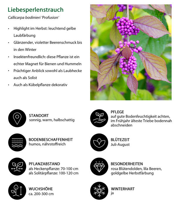  Liebesperlenstrauch 'Profusion'