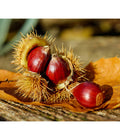  Esskastanie
