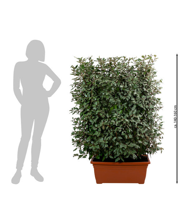  Wintergrüne Ölweide 'Compacta', Ca. 140-160 Cm