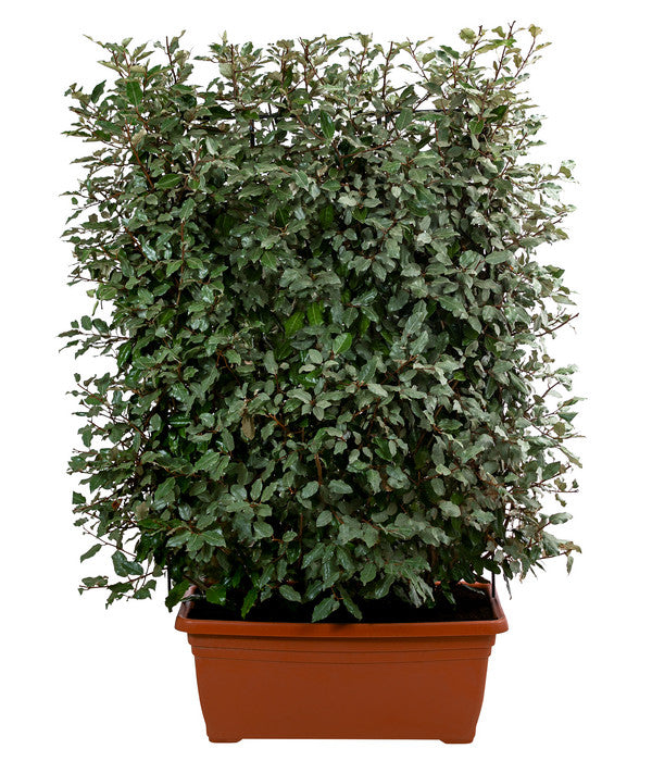  Wintergrüne Ölweide 'Compacta', Ca. 140-160 Cm