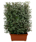  Wintergrüne Ölweide 'Compacta', Ca. 140-160 Cm