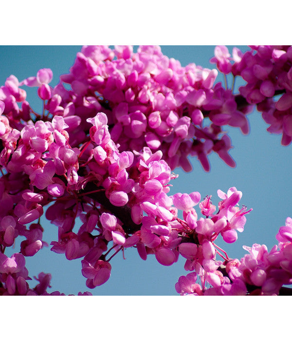  Chinesischer Judasbaum 'Avondale'