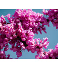  Chinesischer Judasbaum 'Avondale'