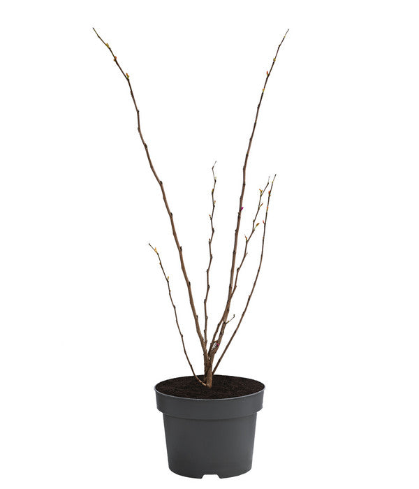  Chinesischer Judasbaum 'Avondale'