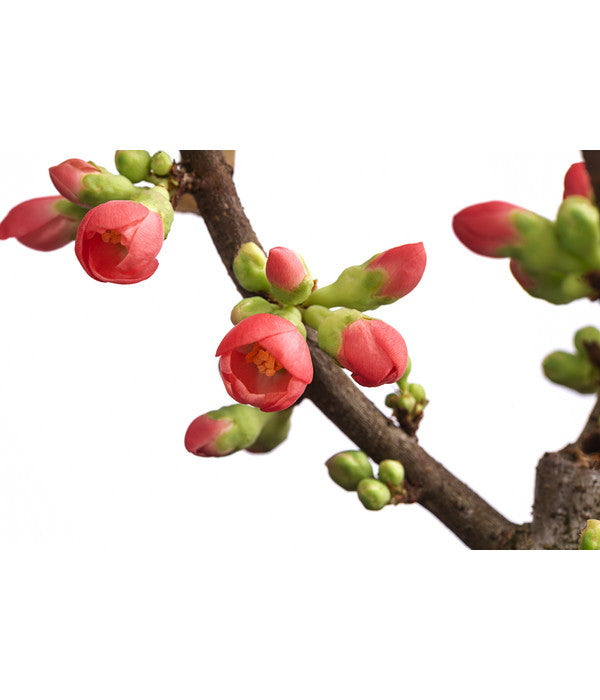  Zierquitte 'Rubra'