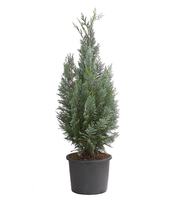  Blaue Säulen-Zypresse 'Columnaris Glauca'