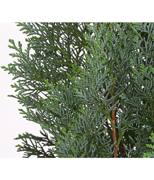  Blaue Säulen-Zypresse 'Columnaris Glauca'