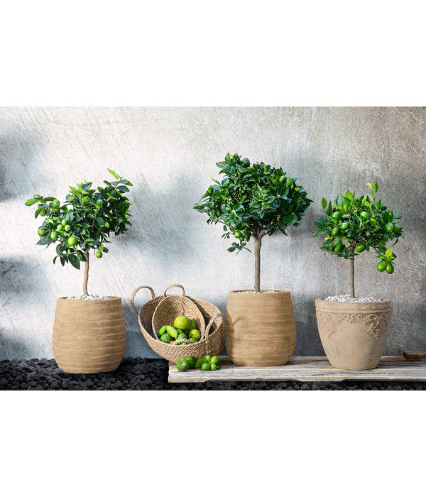  Limette 'Lima Verde'
