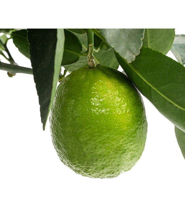  Limette 'Lima Verde'