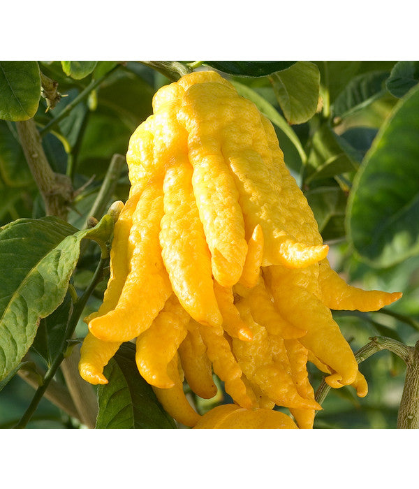  Zitronat-Zitrone 'Buddhas Hand'
