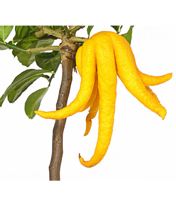  Zitronat-Zitrone 'Buddhas Hand'