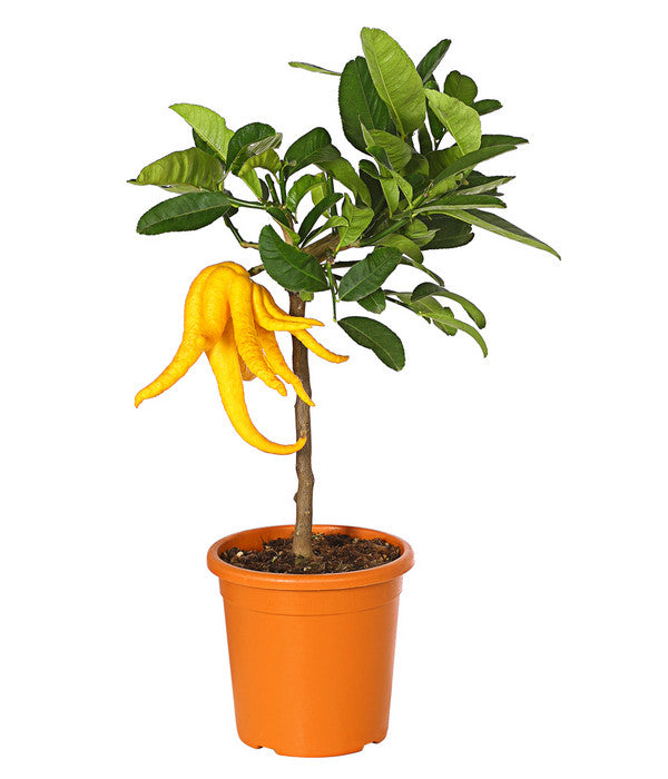  Zitronat-Zitrone 'Buddhas Hand'