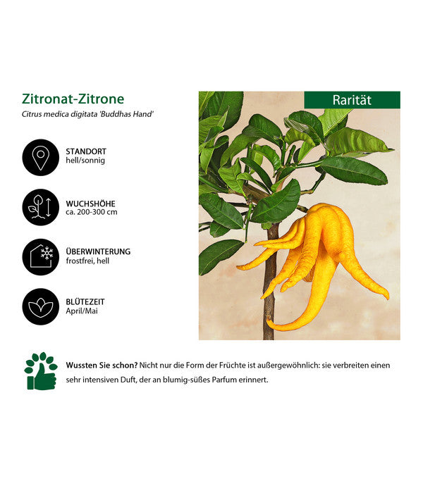  Zitronat-Zitrone 'Buddhas Hand'