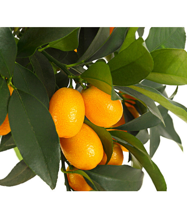  Kumquat