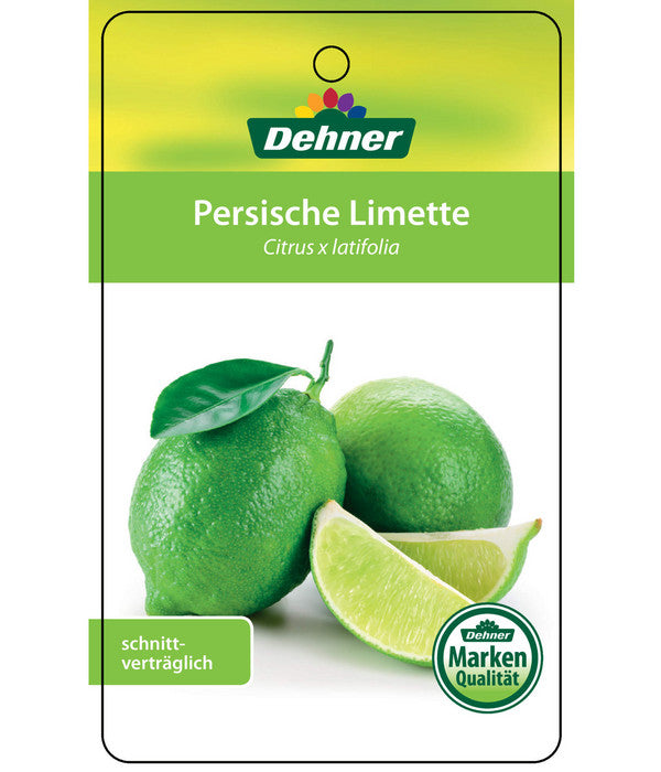  Limette 'Lima Verde'