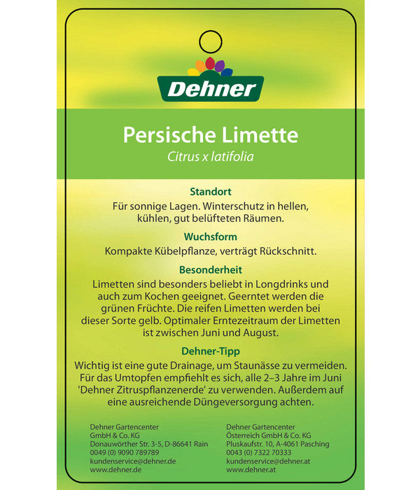  Limette 'Lima Verde'