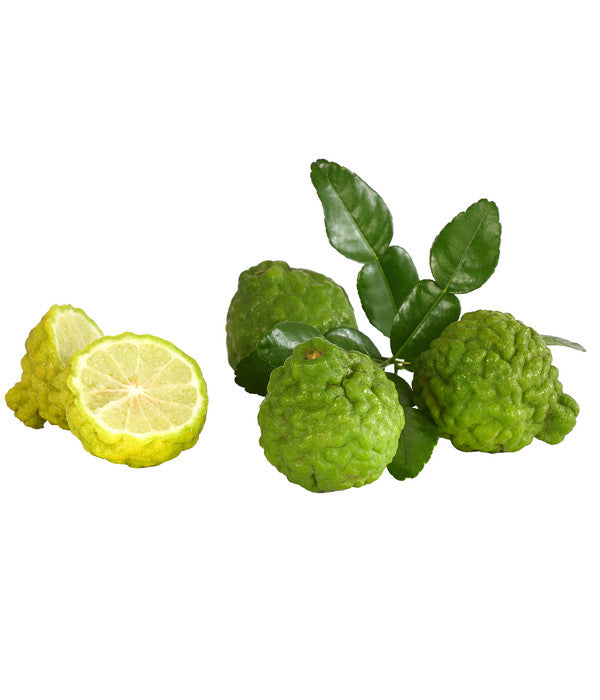  Dehner Gourmet Garten Kaffir-Limette