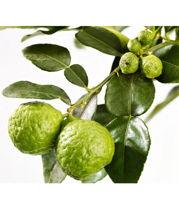  Dehner Gourmet Garten Kaffir-Limette