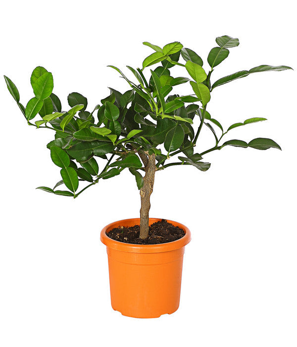  Dehner Gourmet Garten Kaffir-Limette