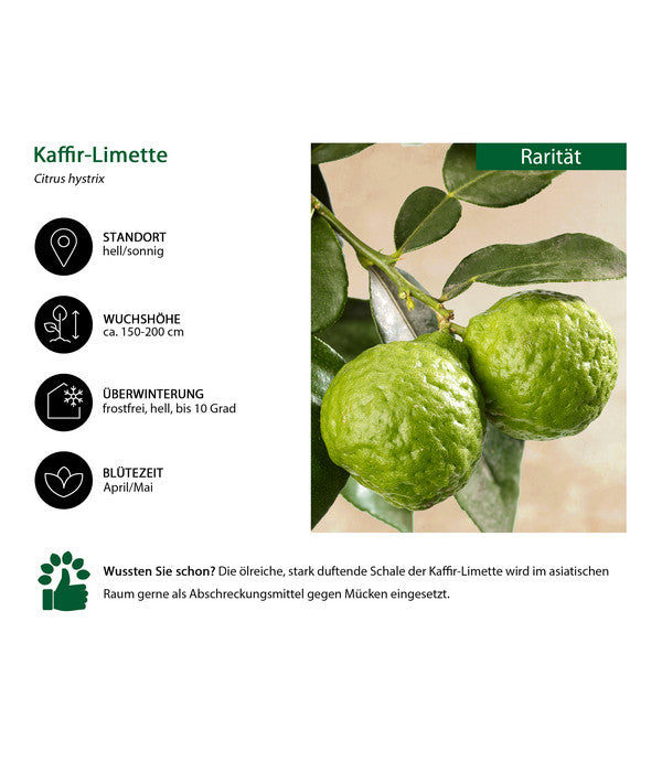  Dehner Gourmet Garten Kaffir-Limette