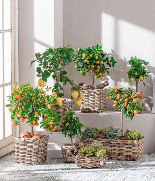  Dehner Gourmet Garten Goldsalbei