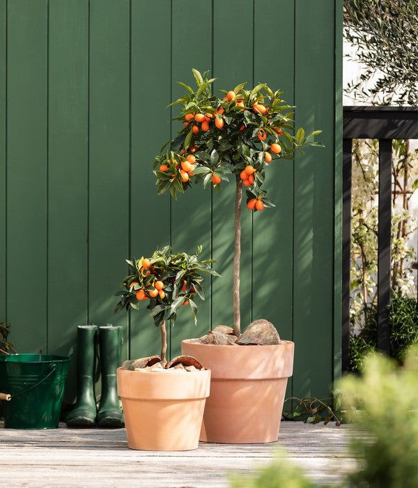 Kumquat