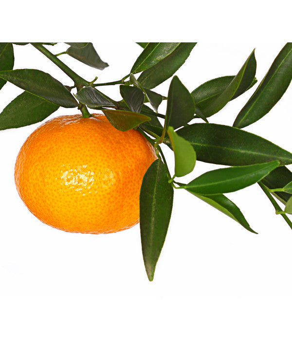  Mandarine