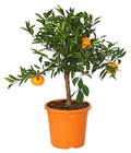  Mandarine