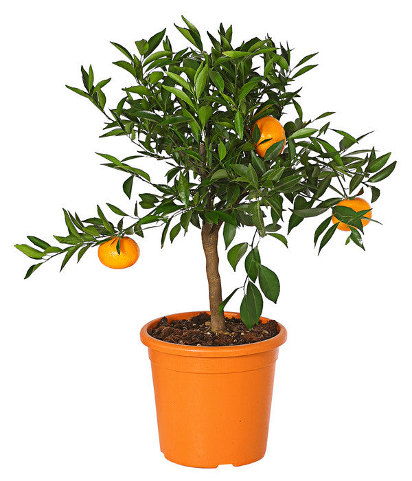  Mandarine