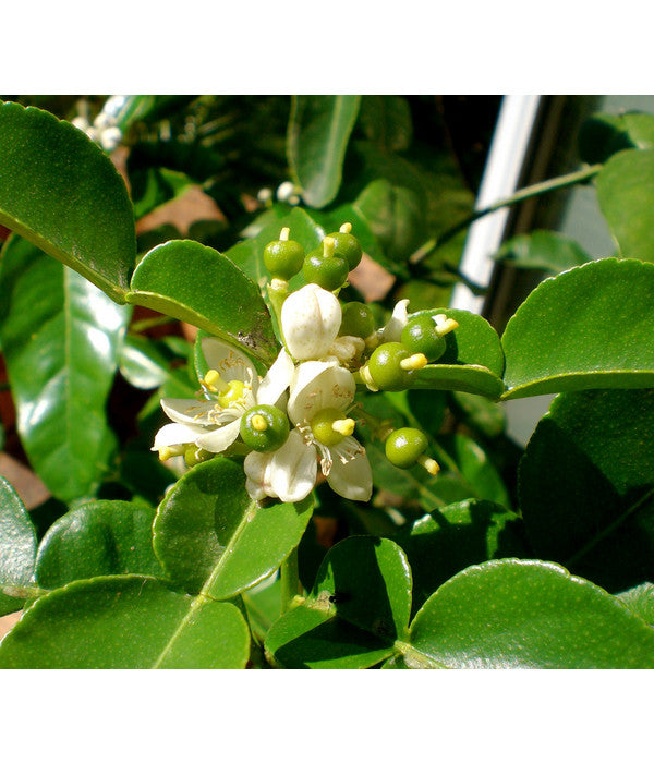  Dehner Gourmet Garten Kaffir-Limette