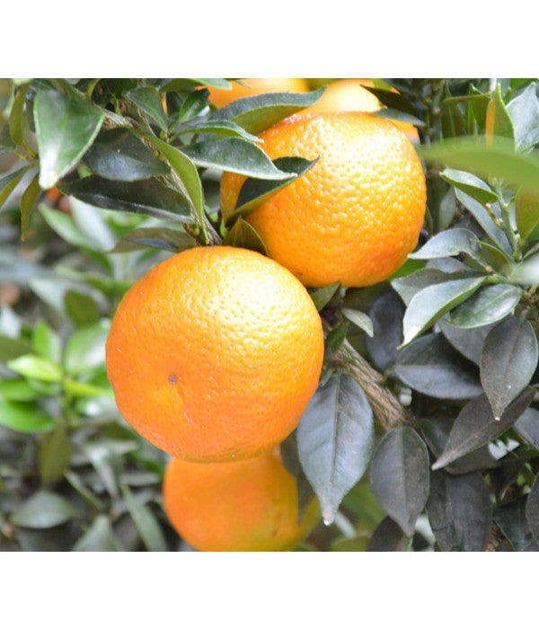  Calamondin-Orange
