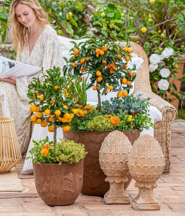  Dehner Gourmet Garten Zitronen-Thymian