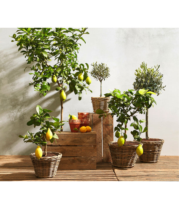  Olive, Stämmchen