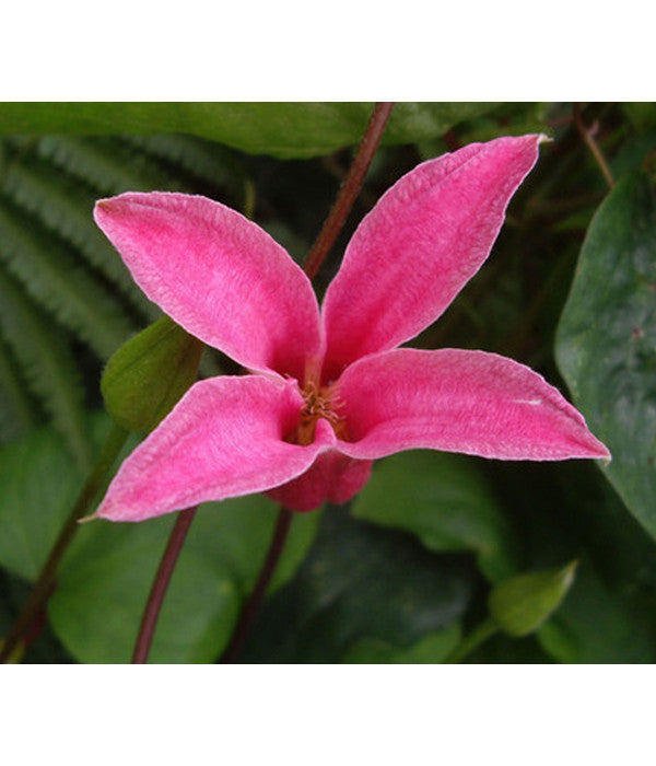  Waldrebe - Clematis 'Princess Diana'