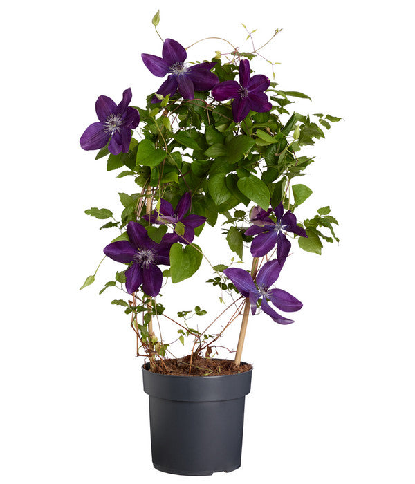  Waldrebe - Clematis, Blau, Bogen