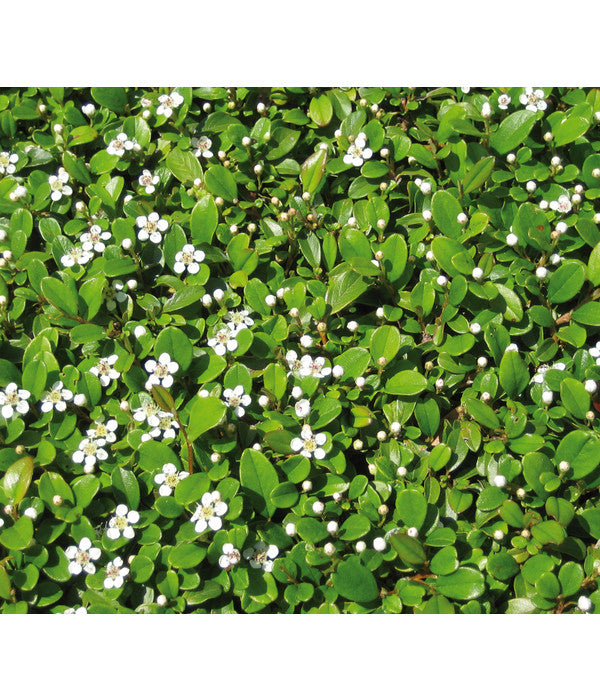  Zwergmispel 'Frieders Evergreen'