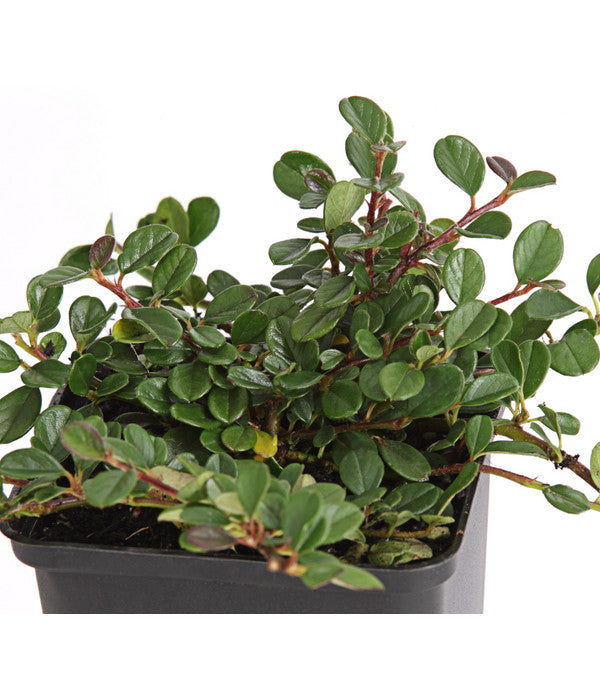  Zwergmispel 'Frieders Evergreen'