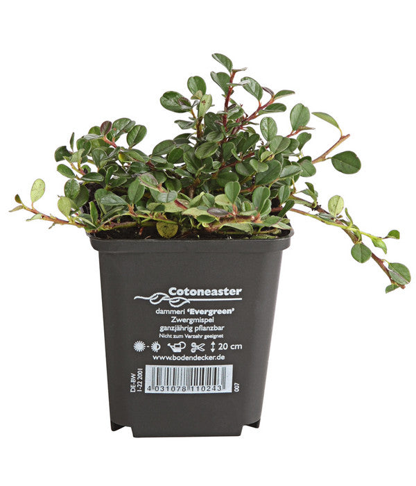  Zwergmispel 'Frieders Evergreen'