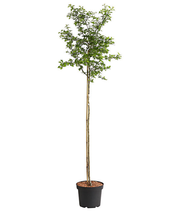  Echter Rotdorn 'Paul's Scarlet'