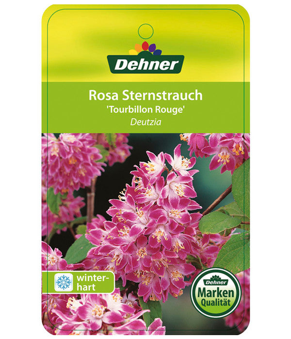  Deutzie 'Tourbillon Rouge' - Sternchenstrauch