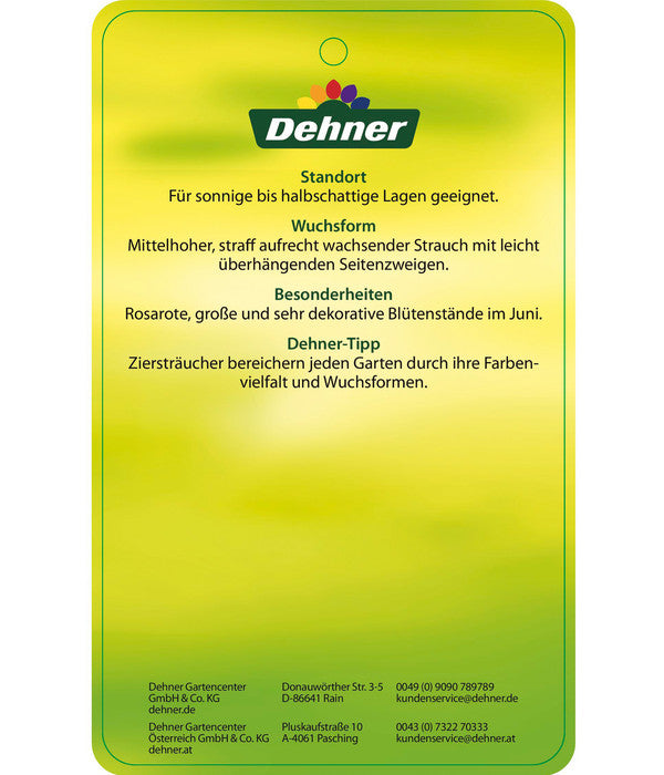  Deutzie 'Tourbillon Rouge' - Sternchenstrauch