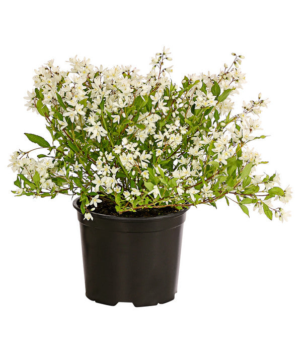  Maiblumenstrauch 'Yuki Snowflake®'