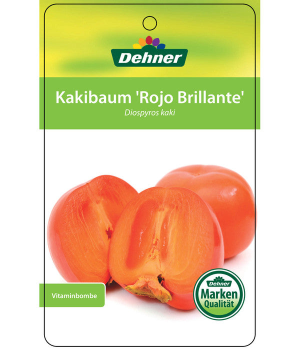  Dehner Kaki 'Rojo Brillante' - Kaki-Pflaume 'Rojo Brillante'