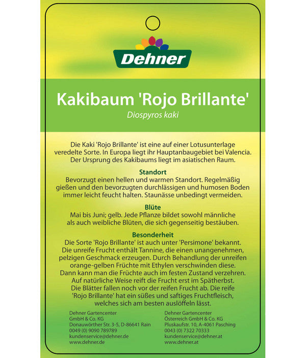  Dehner Kaki 'Rojo Brillante' - Kaki-Pflaume 'Rojo Brillante'