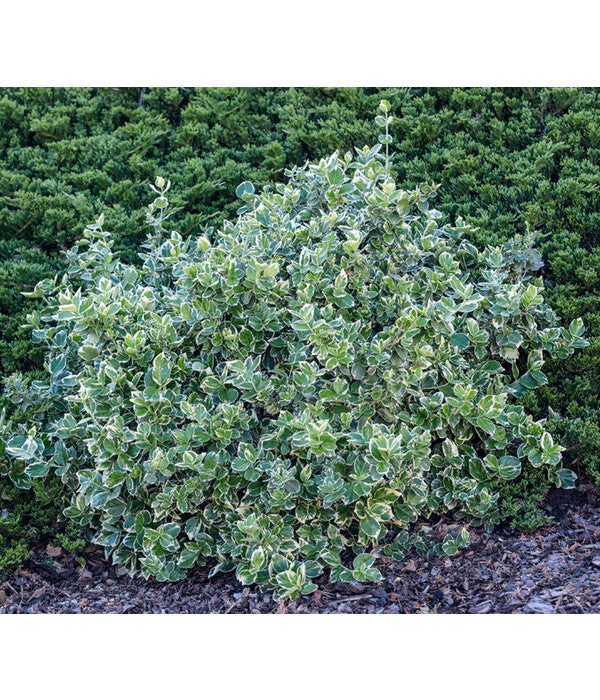  Spindelstrauch 'Emerald Gaiety'